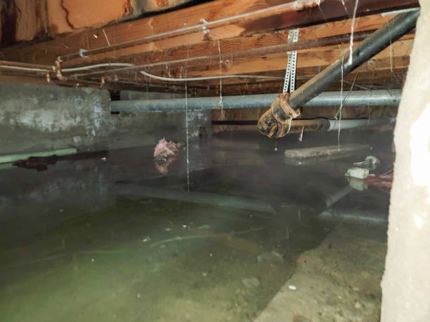  Maywood, IL Water damage restoration Pros