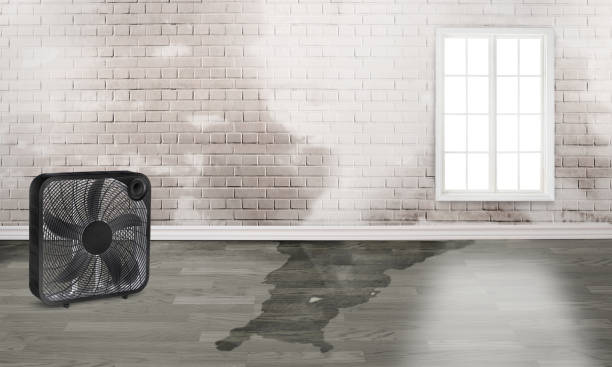 Best Local water damage restoration  in Maywood, IL