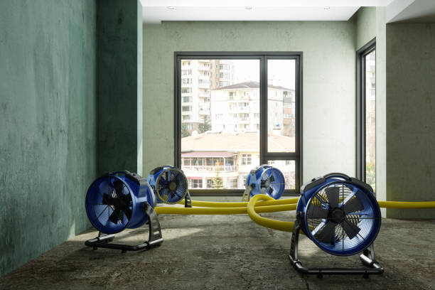 Best Mold removal after water damage  in Maywood, IL